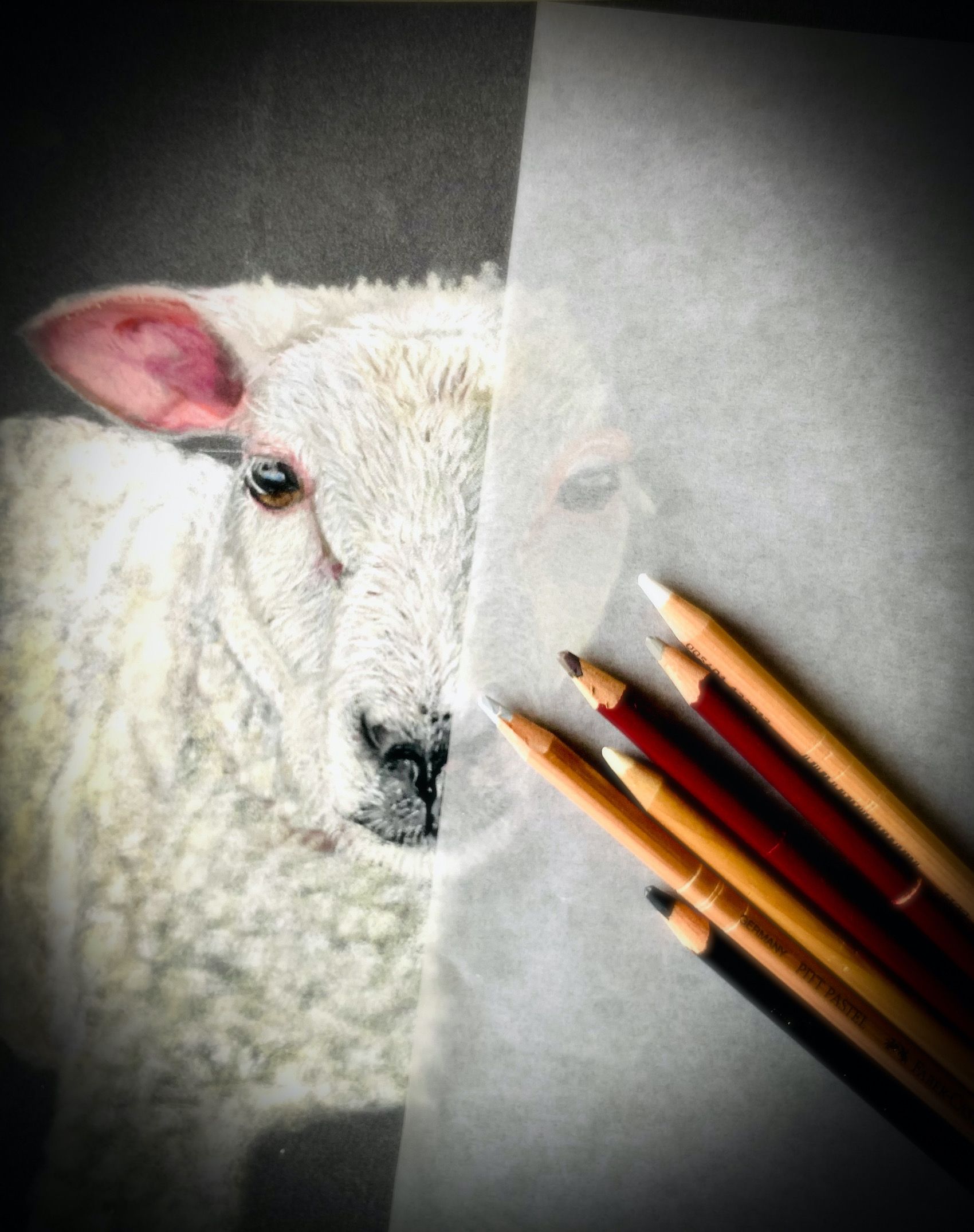 schaap tekening2